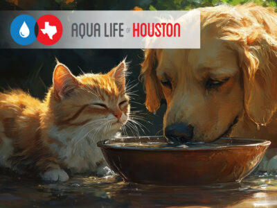 Best Quality Water for our Pets