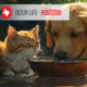 Best Quality Water for our Pets